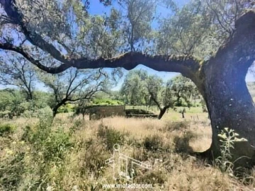 Quinta T8 para Venda em Castelo Branco