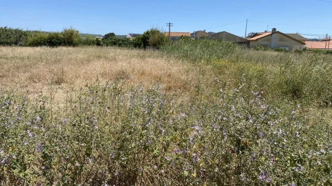 Terreno para Venda em Silveira