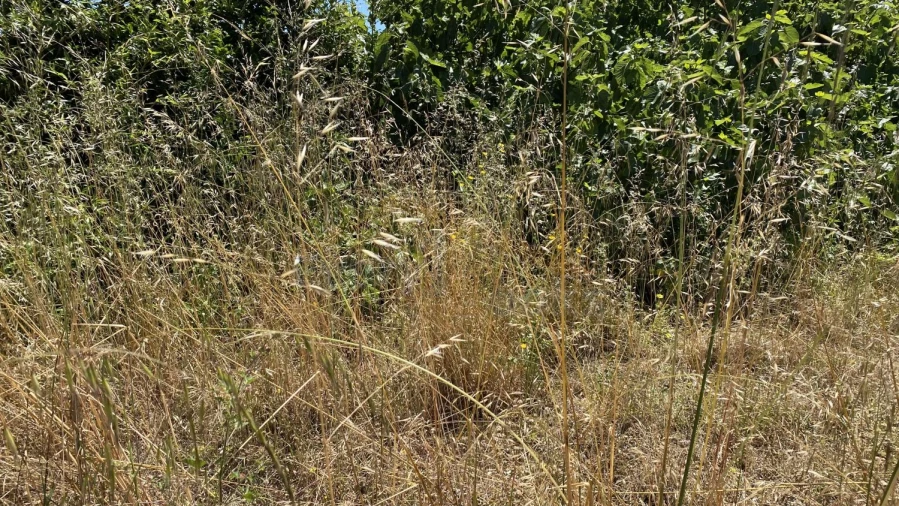 Terreno para Venda em Silveira Foto 11