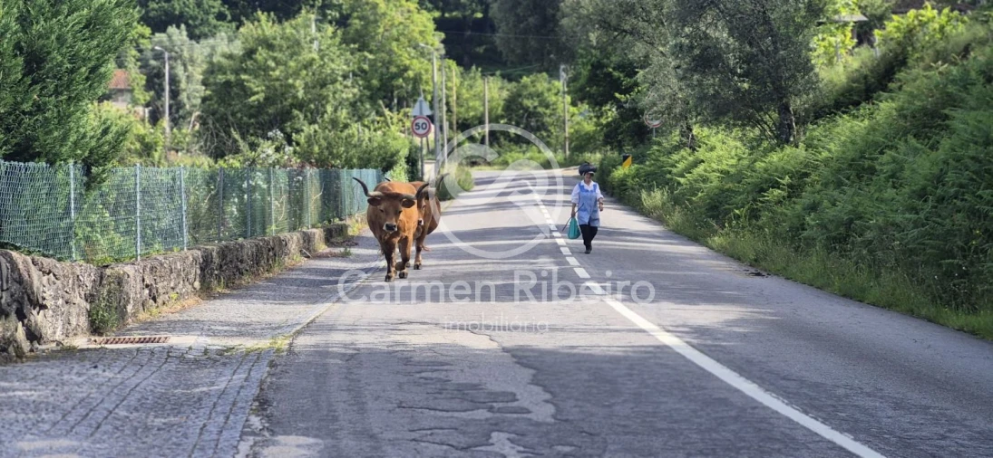 Moradia T3 para Venda em Rossas Foto 22