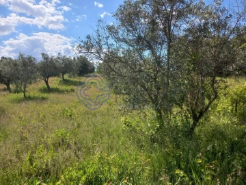 Terreno para Venda em São Pedro de Tomar