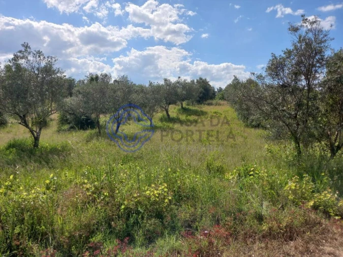 Terreno para Venda em São Pedro de Tomar Foto 6
