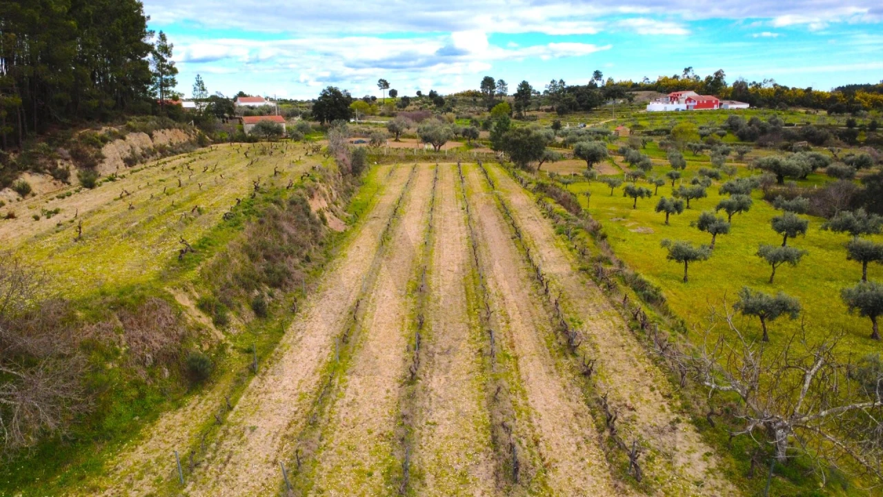 Quinta T3 para Venda em Vale de Prazeres e Mata da Rainha Foto 33