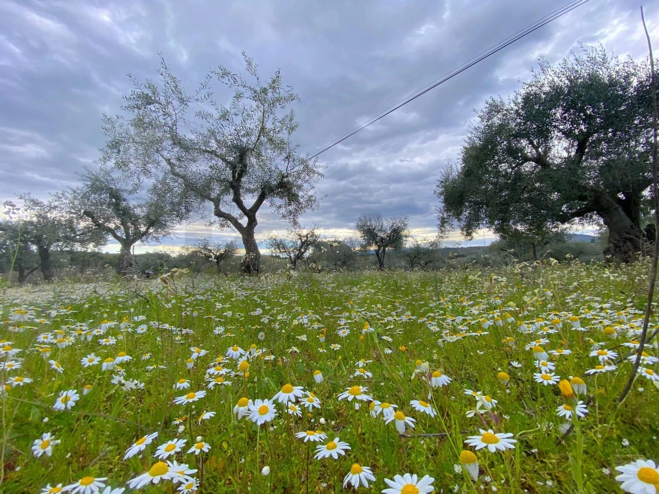 Quinta T3 para Venda em Vale de Prazeres e Mata da Rainha Foto 36