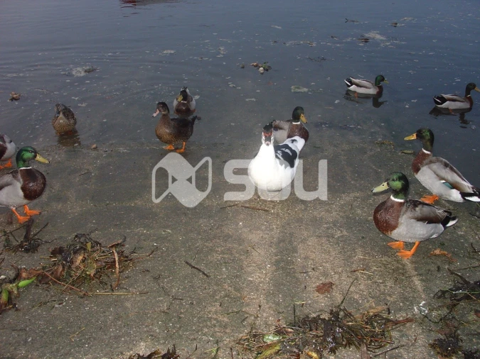 Moradia T3 para Venda em Apúlia e Fão Foto 20