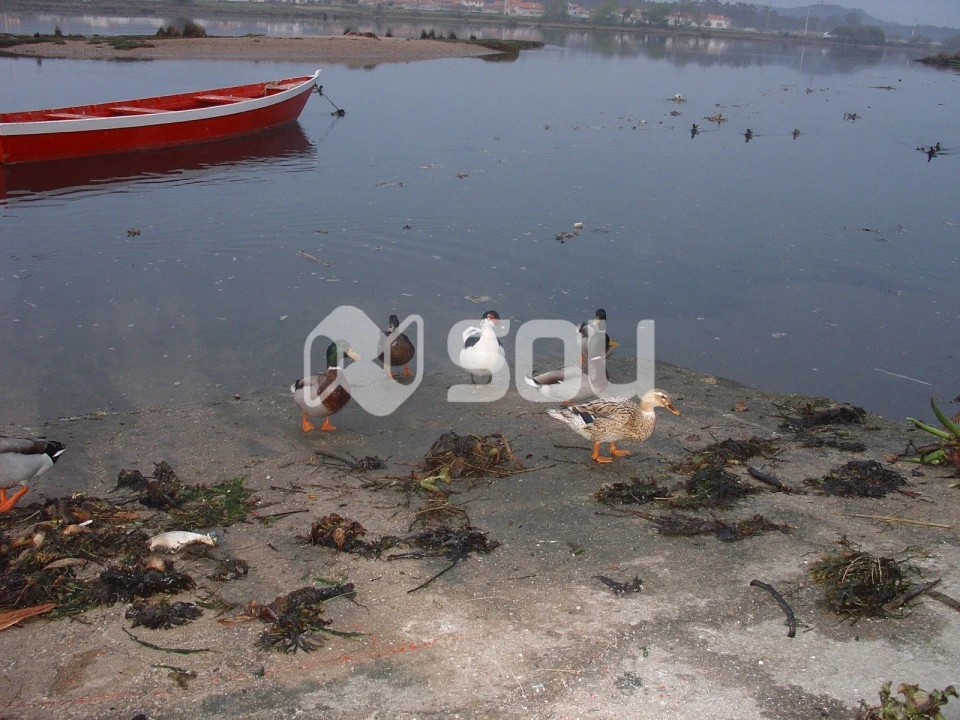 Moradia T3 para Venda em Apúlia e Fão Foto 19