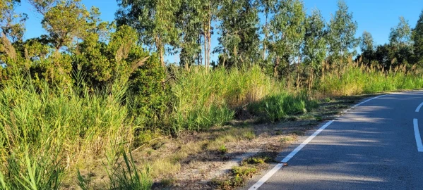 Terreno Agricola ou Rústico para Venda em Tavarede
