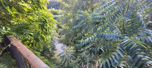 Negócio para Venda em Aguda