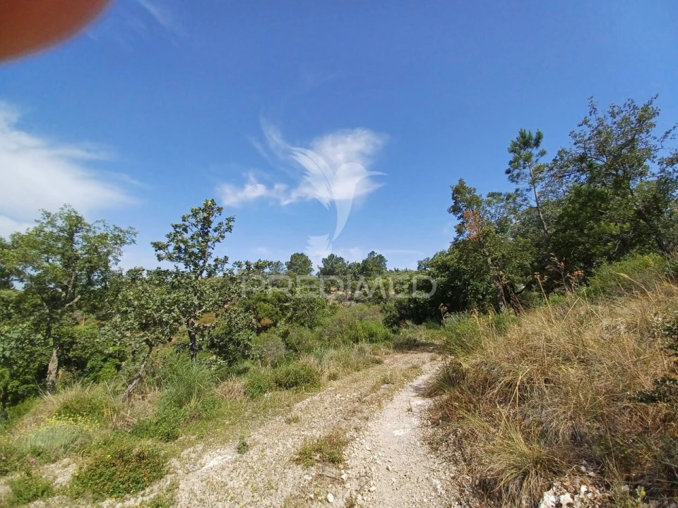 Terreno para Venda em Sé e São Lourenço Foto 5