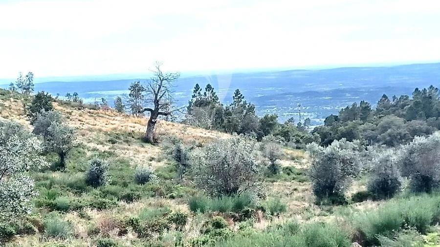 Terreno para Venda em Sé e São Lourenço