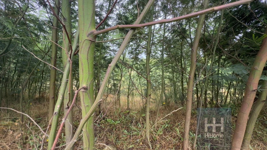 Terreno para Venda em Santo Antonio da Serra Foto 11