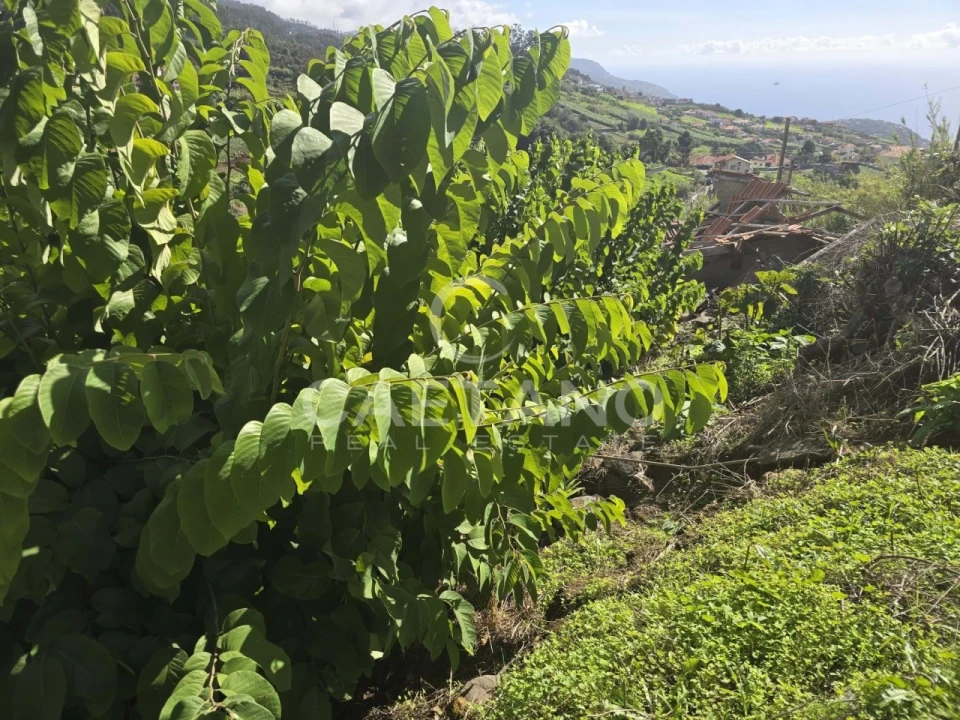 Terreno para Venda em Canhas Foto 7