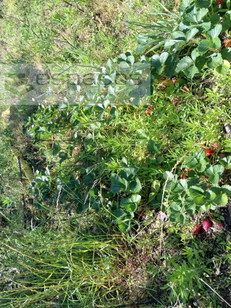 Quinta T1 para Venda em Póvoa de Atalaia e Atalaia do Campo Foto 18