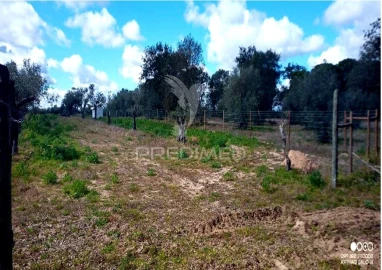 Terreno para Venda em Torrão