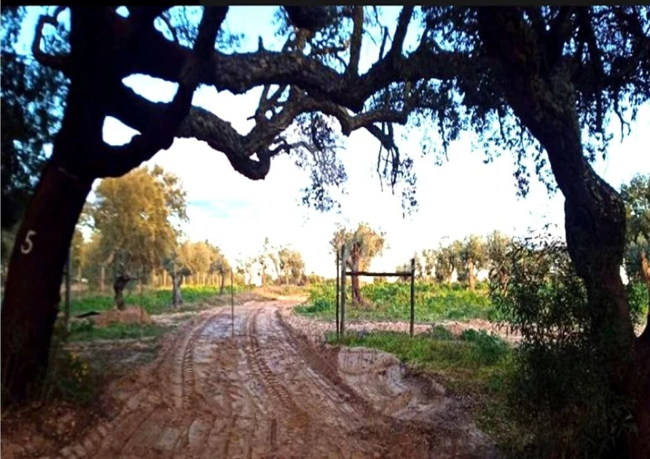 Terreno para Venda em Torrão Foto 4