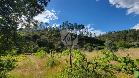 Terreno Agricola ou Rústico para Venda em Sarzedas