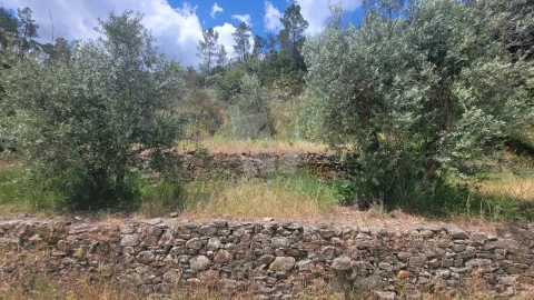 Terreno Agricola ou Rústico para Venda em Sarzedas