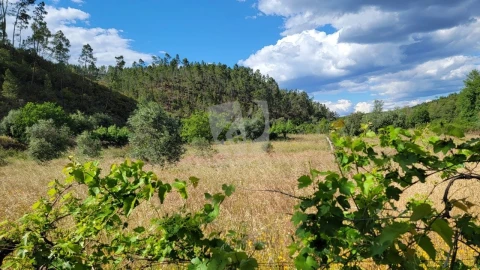 Terreno Agricola ou Rústico para Venda em Sarzedas
