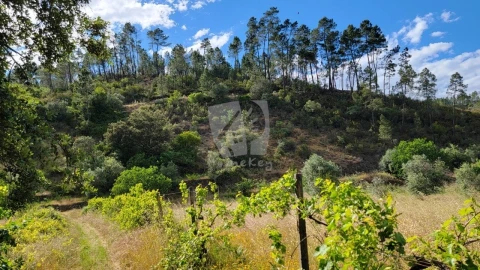 Terreno Agricola ou Rústico para Venda em Sarzedas