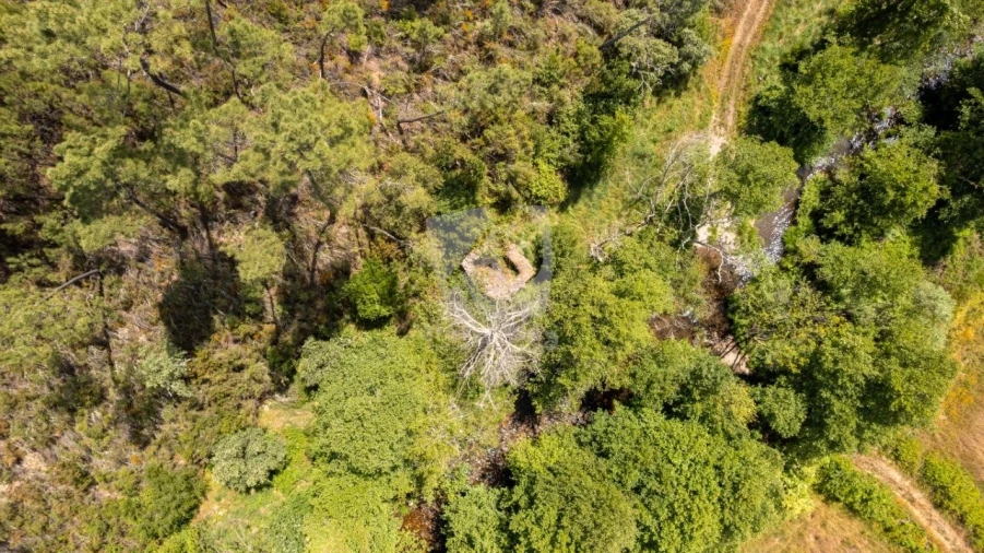 Terreno Agricola ou Rústico para Venda em Sarzedas Foto 39