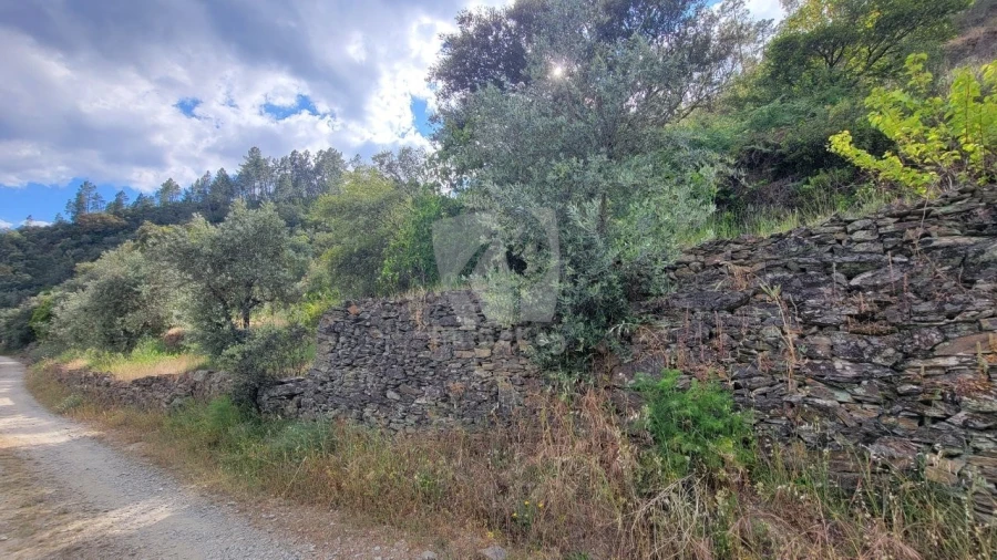 Terreno Agricola ou Rústico para Venda em Sarzedas Foto 20