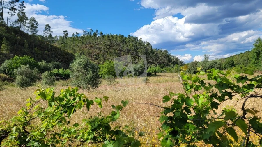 Terreno Agricola ou Rústico para Venda em Sarzedas Foto 15