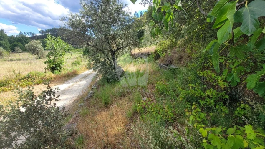 Terreno Agricola ou Rústico para Venda em Sarzedas Foto 24
