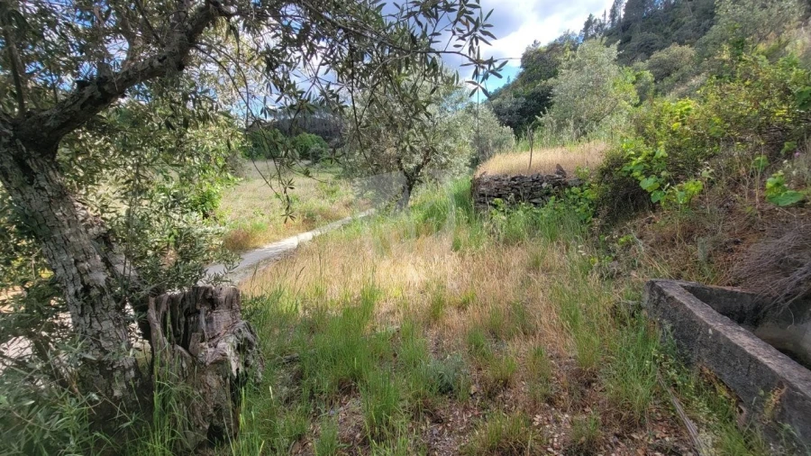 Terreno Agricola ou Rústico para Venda em Sarzedas Foto 30