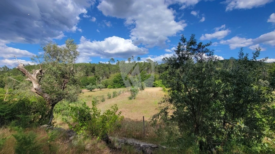 Terreno Agricola ou Rústico para Venda em Sarzedas Foto 23