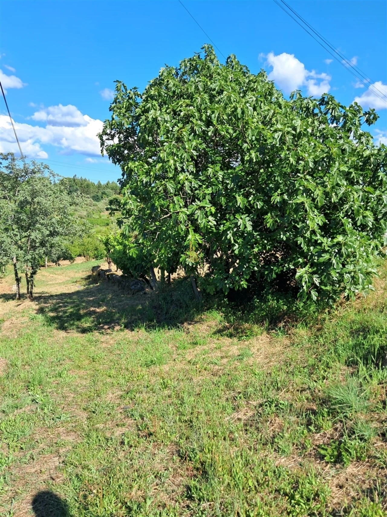 Terreno para Venda em Nelas Foto 7