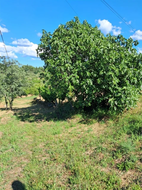 Terreno para Venda em Nelas