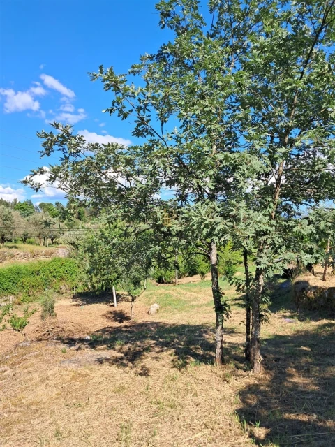 Terreno para Venda em Nelas