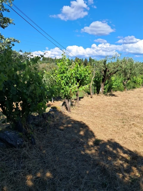 Terreno para Venda em Nelas