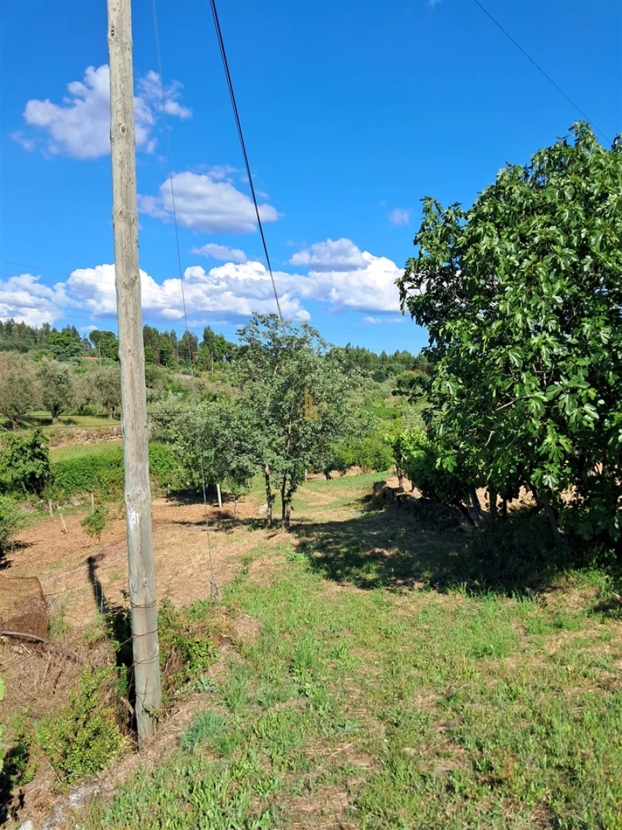 Terreno para Venda em Nelas Foto 14