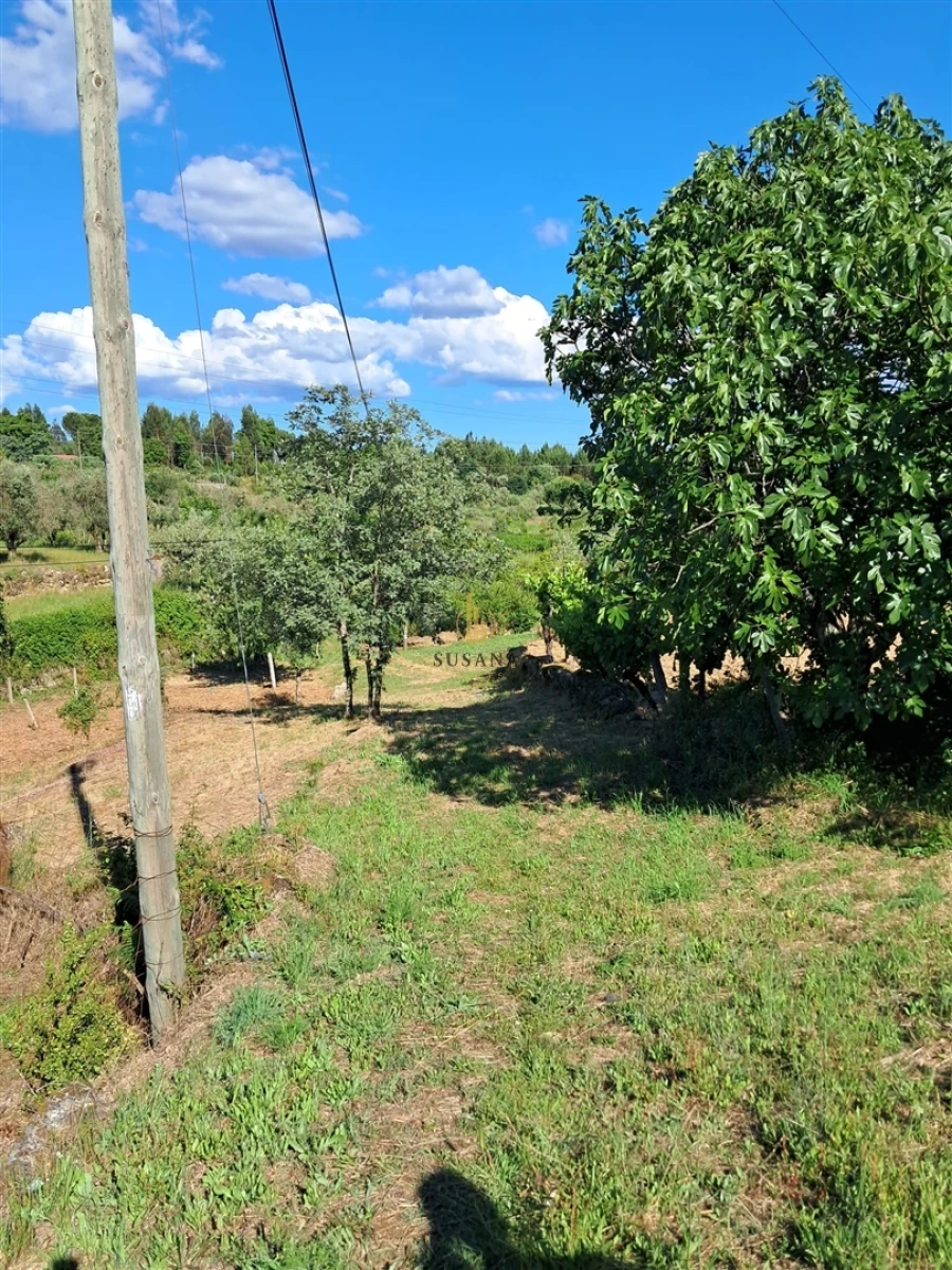 Terreno para Venda em Nelas Foto 2