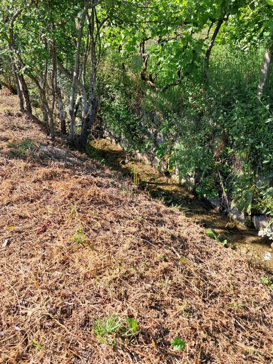 Terreno para Venda em Nelas Foto 16