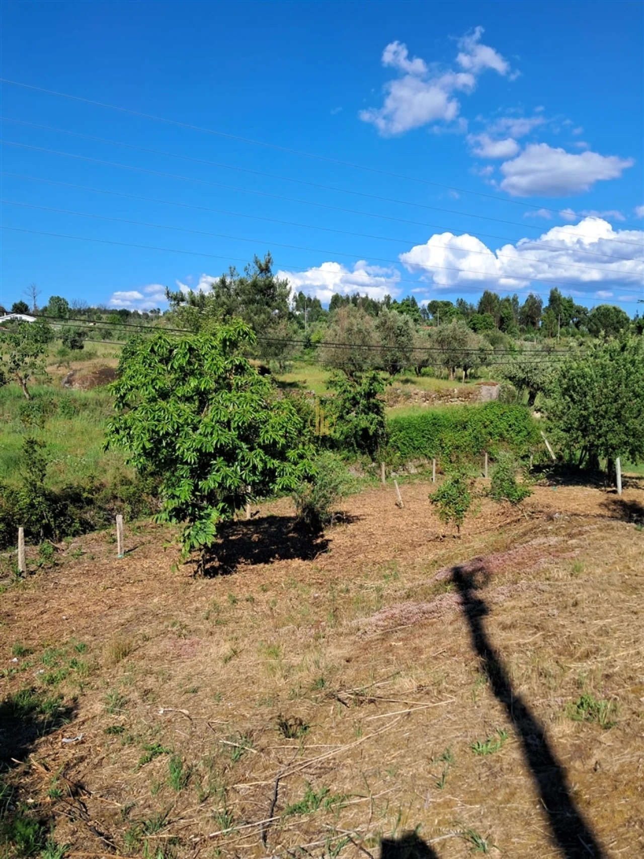 Terreno para Venda em Nelas Foto 3
