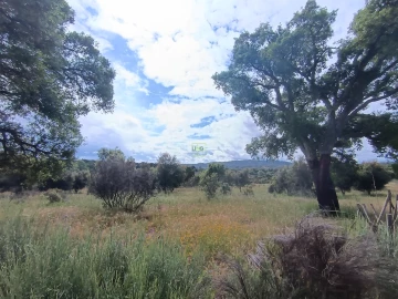 Terreno Agricola ou Rústico para Venda em Aldeia do Bispo, Águas e Aldeia de João Pires
