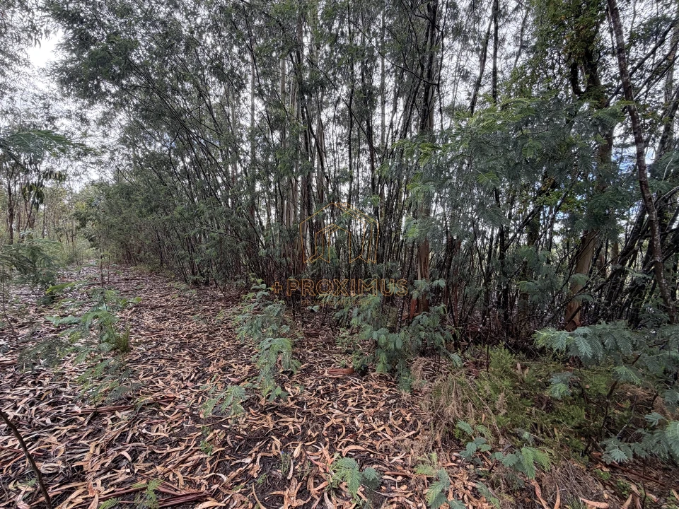 Terreno para Venda em Moinhos de Gandara Foto 17