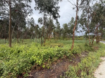 Terreno para Venda em Moinhos de Gandara