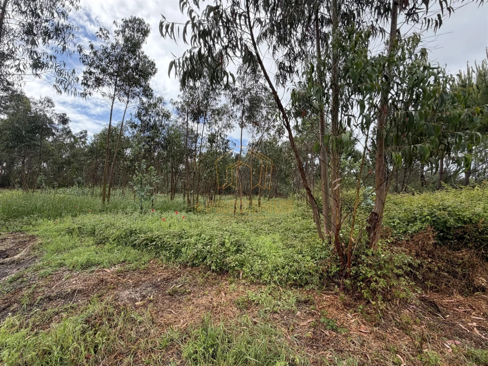 Terreno para Venda em Moinhos de Gandara Foto 8