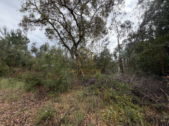 Terreno para Venda em Moinhos de Gandara Foto 12