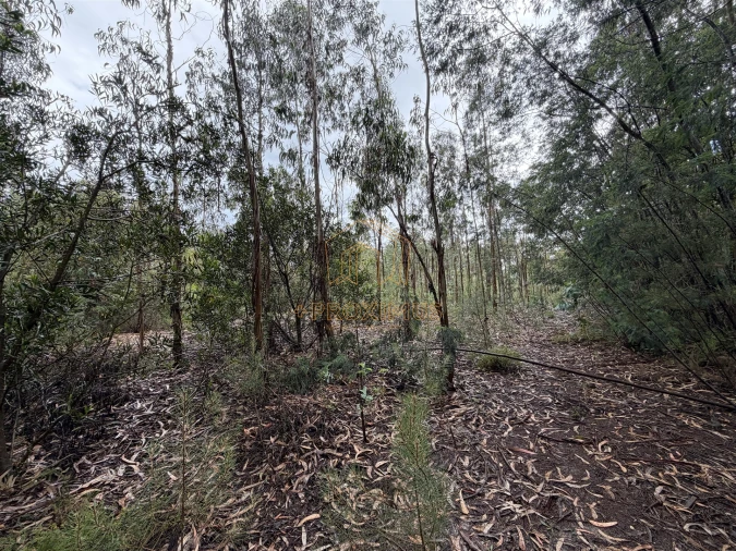 Terreno para Venda em Moinhos de Gandara Foto 16
