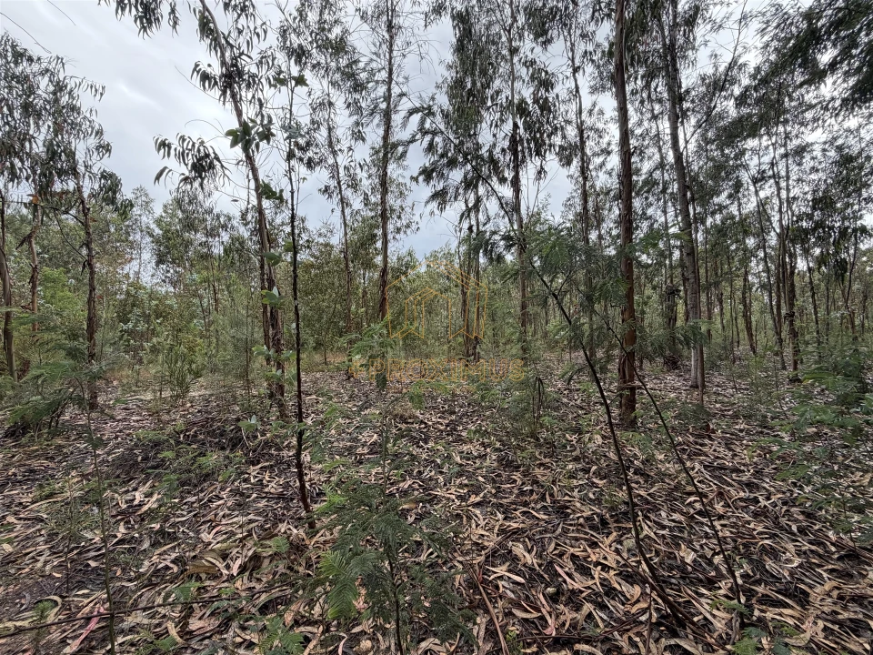 Terreno para Venda em Moinhos de Gandara Foto 14