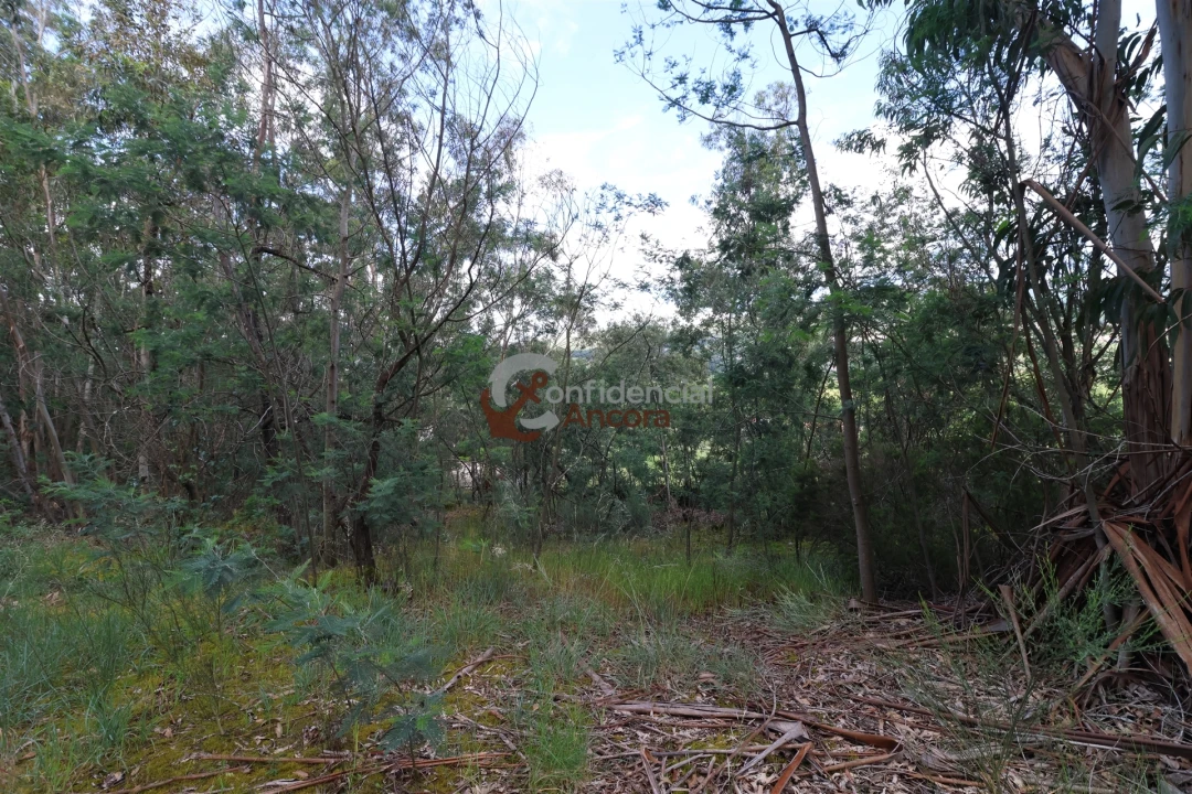 Terreno para Venda em Gouveia (São Pedro e São Julião) Foto 6