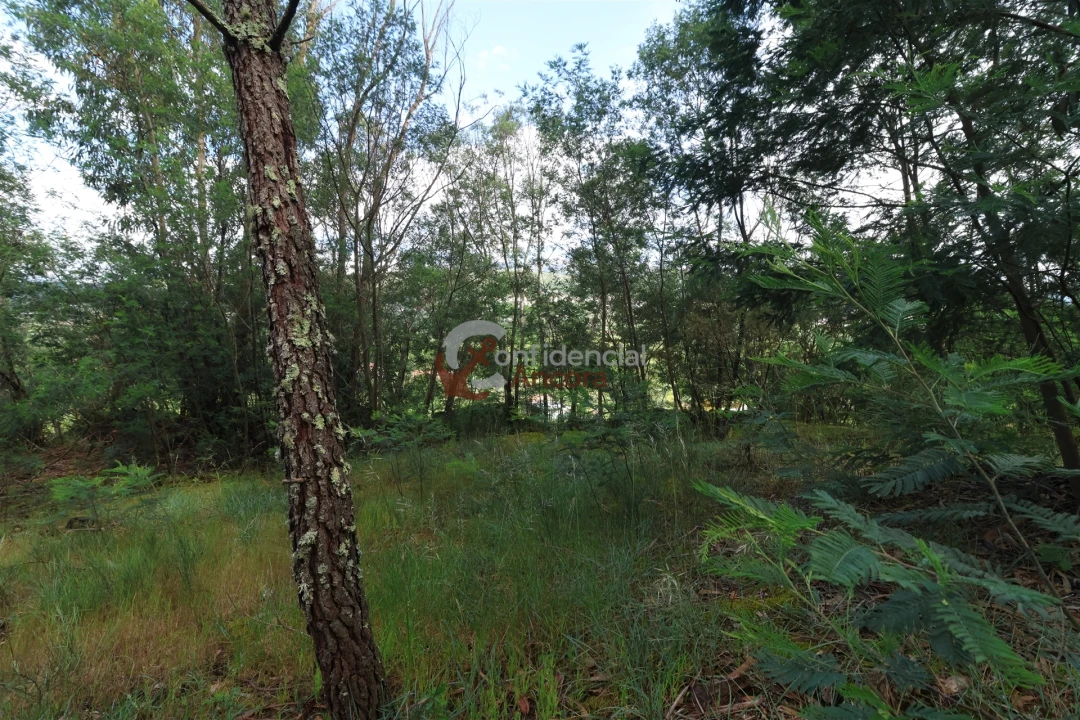 Terreno para Venda em Gouveia (São Pedro e São Julião) Foto 5