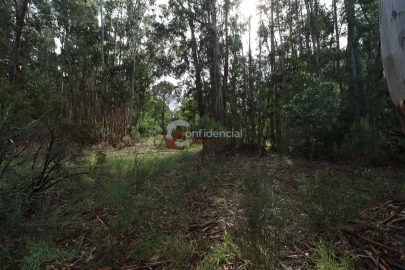Terreno para Venda em Gouveia (São Pedro e São Julião)