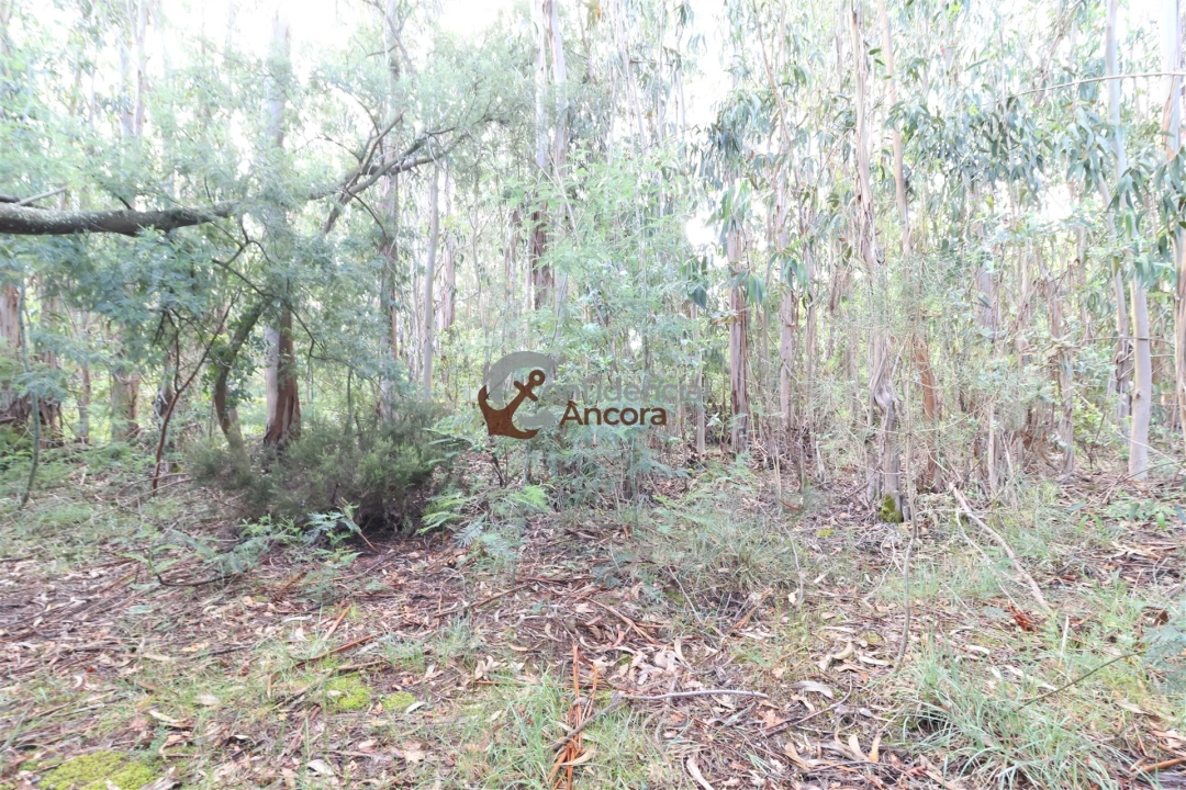 Terreno para Venda em Gouveia (São Pedro e São Julião) Foto 2