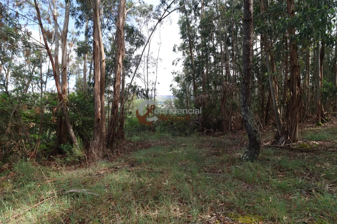 Terreno para Venda em Gouveia (São Pedro e São Julião) Foto 9
