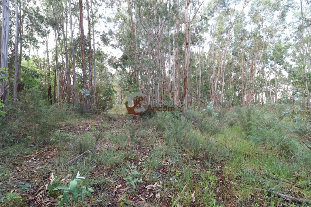 Terreno para Venda em Gouveia (São Pedro e São Julião) Foto 3